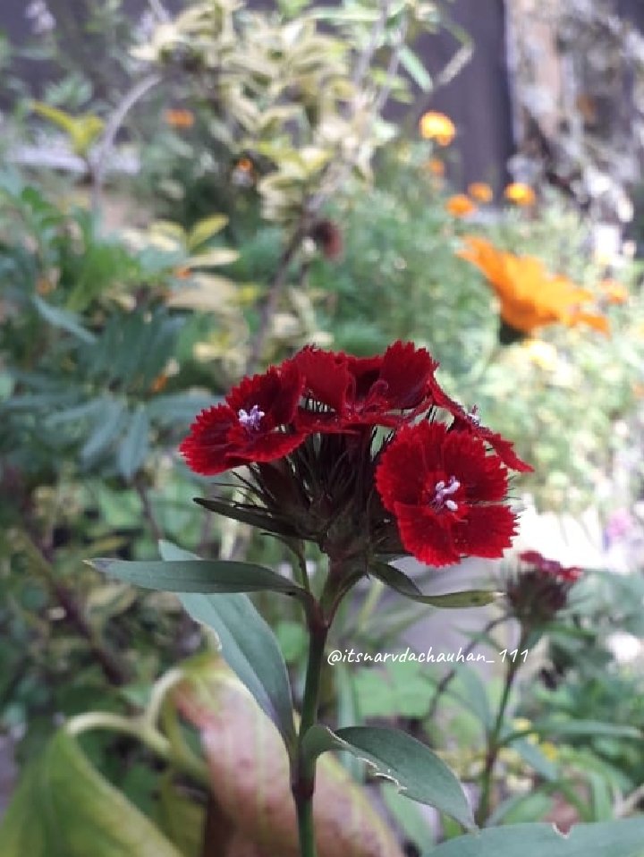 ChauhanNarvda's tweet photo. 💚🤍💚🤍💚🤍💚🤍💚🤍💚

Insta🔹@itsnarvdachauhan_111

 #flowers #love #nofilterused #floral_splash #flowersofinstagram #explorepage #macro #flowerpower #naturelovers #photooftheday #garden #flowerlovers #plants #ig #mobilephotography #flowermagic #naturelover #flowerlover https://t.co/EDYYsjmdoa