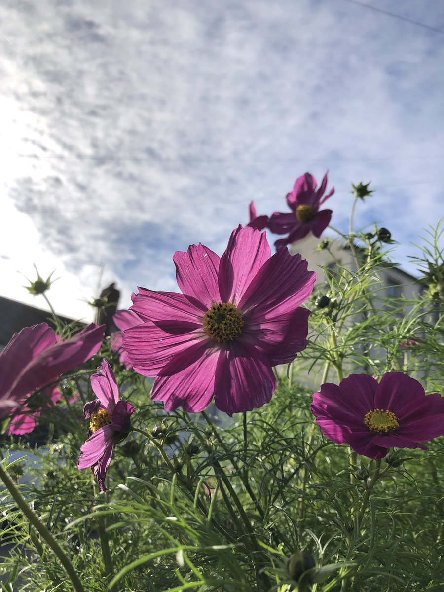 Littlegreentown's tweet photo. A lovely sunny Sunday tending to our crops in Bridge st, thanks team! The sprouts are growing well (🤞they should be ready for Christmas!) and there’s lots to f herbs ready for picking, help yourselves. #communitygardening #bideford https://t.co/ka83EljEGQ