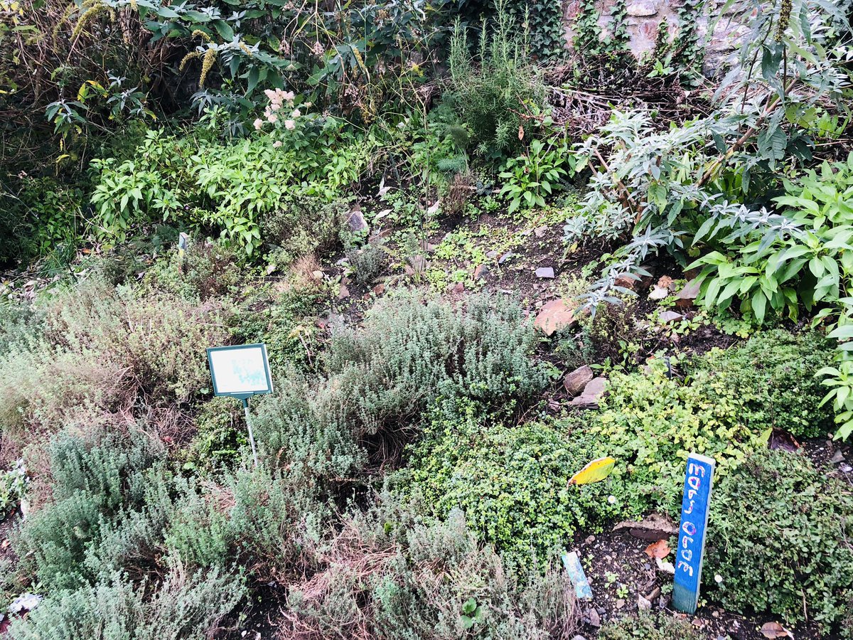 Littlegreentown's tweet photo. A lovely sunny Sunday tending to our crops in Bridge st, thanks team! The sprouts are growing well (🤞they should be ready for Christmas!) and there’s lots to f herbs ready for picking, help yourselves. #communitygardening #bideford https://t.co/ka83EljEGQ