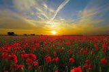 pennyconsult's tweet photo. Today let’s remember those that gave us the chance of life. Who sacrificed their own so we could have choice . I’m forever grateful .
#grateful #RemembranceDay2021 #LestWeForget https://t.co/H1aiV1gR5b