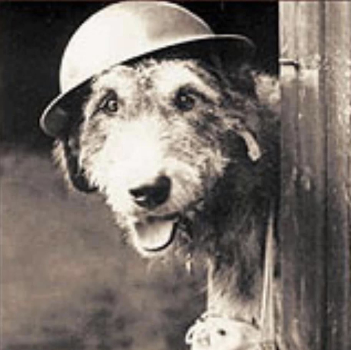 Conservative Animal Welfare Foundation tweet media