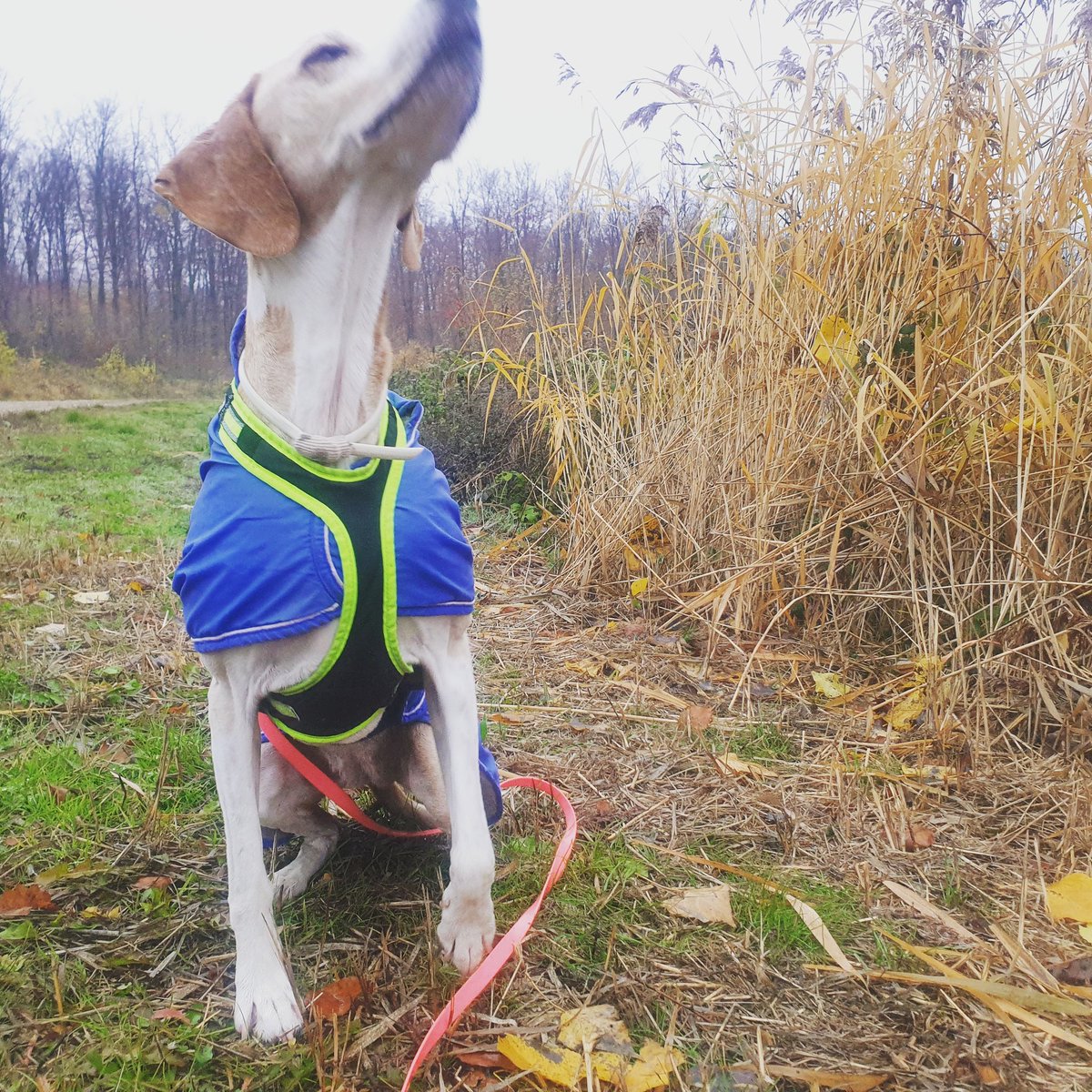 sannepoechacker's tweet photo. In dem Zustand braucht Fini für das konzentrierte Sitz sicher mehr Energie als für wildes Laufen 🤣 #dornbach #neuwaldegg #ottakring #hernals #wien #herbst #hundeliebe #dogsofinstagram #instadogs https://t.co/j6iOMvdG7e