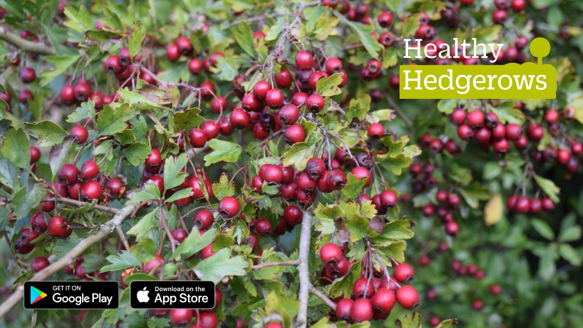 Have you got a hedge? They can house many species, store carbon and reduce flooding, soil erosion and pollution. Assessing the health of your hedges is easy and early winter is just the time to do it! 🌳🍂

Try our #HealthyHedgerows app 👉 hedgerowsurvey.ptes.org/healthy-hedger…