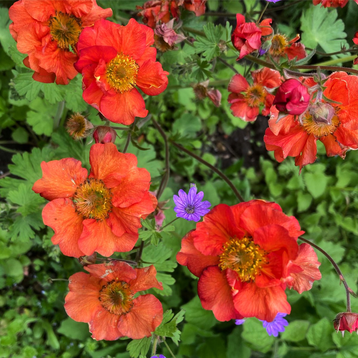 🧡Looking forward to seeing this Geum flower again 🧡

#nannysgardenworld 

#geum #geums #avens #orangeflowers #perennials #flowers #garden #FlowerHunting #beautiful #gardening #photography