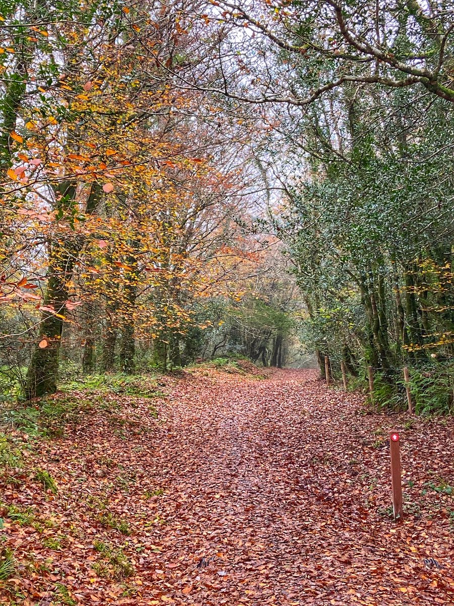 Wild Atlantic Family tweet media