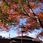 ツイートに含まれる画像