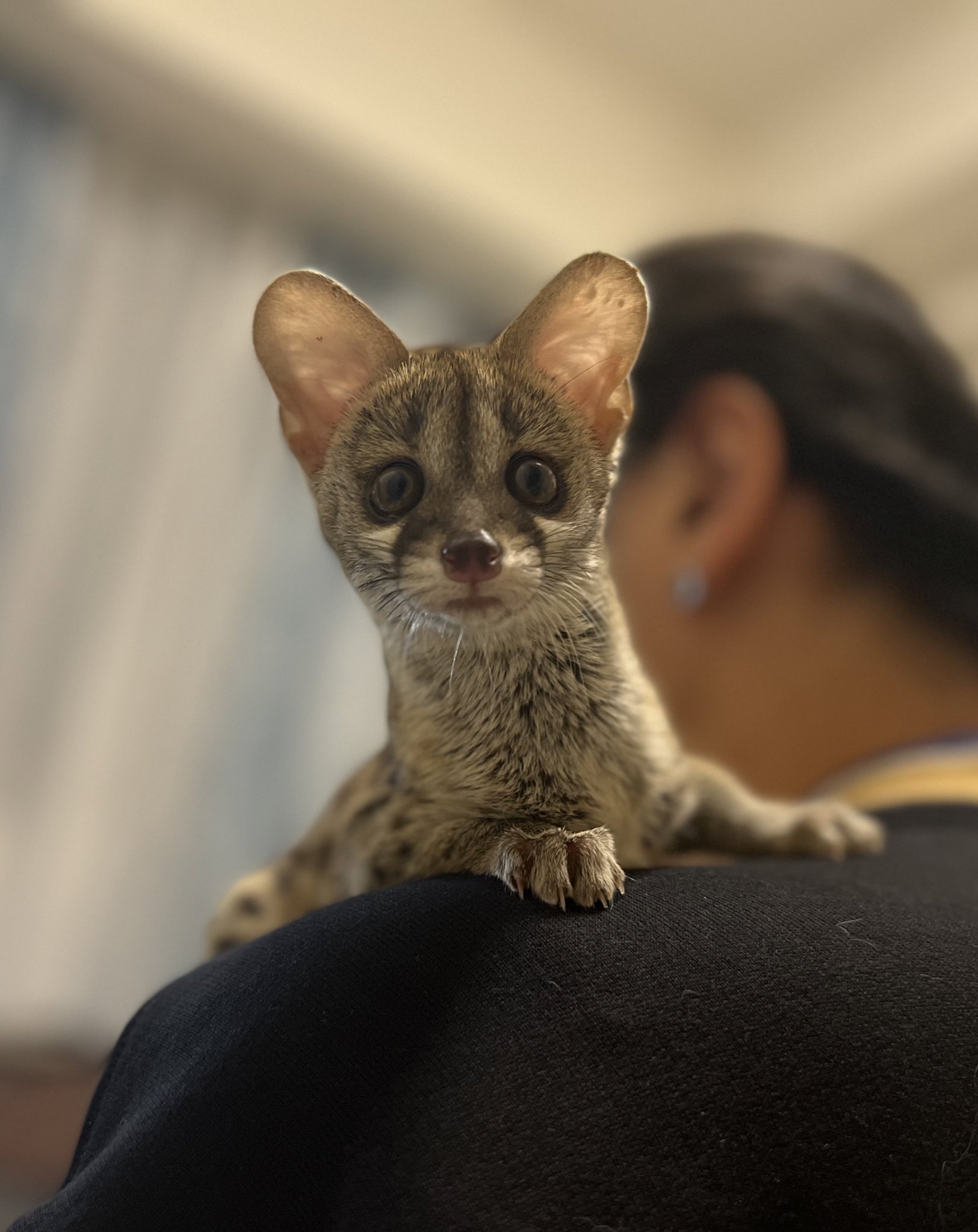 妖精のお部屋 肩乗りアカブチジェネット チャスくん フェネック アカブチジェネット キツネ ジャコウネコ 犬 猫 エジプシャンマウ ソマリ ラガマフィン マンチカン パピヨン Baby ベタ慣れ 多頭飼い エキゾチックアニマル ペット 動物