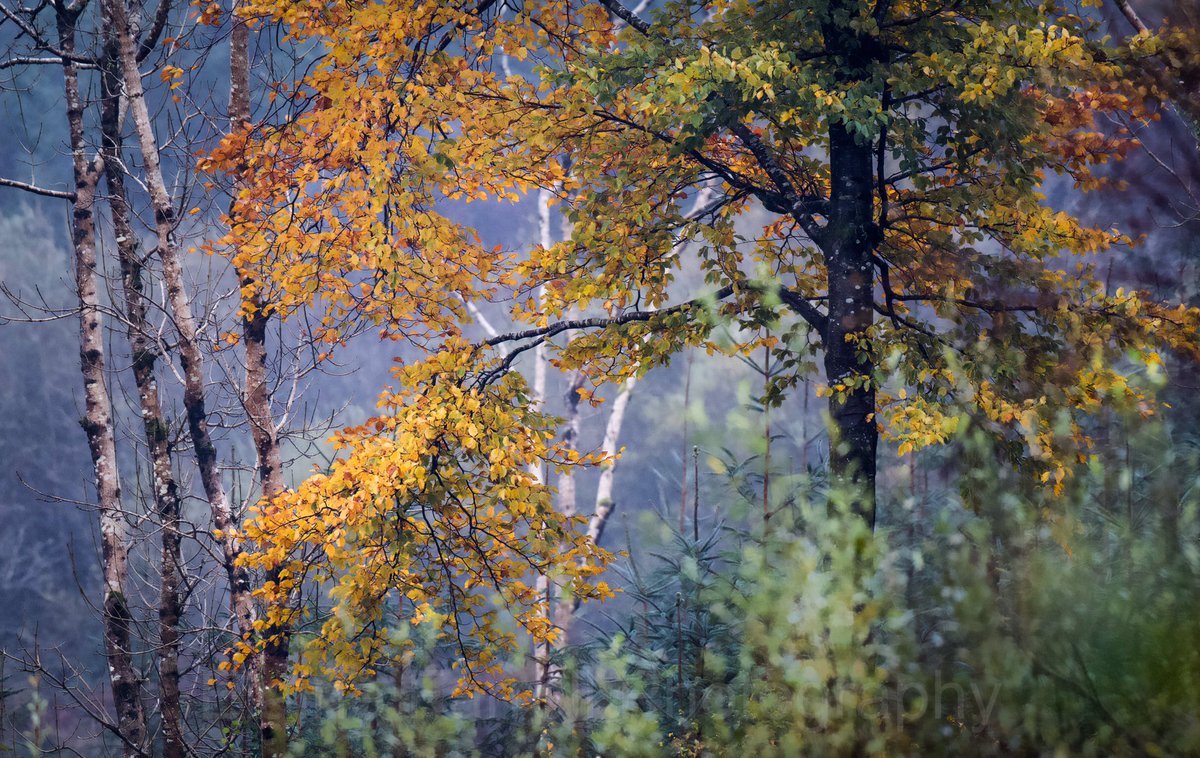 Elaine Farrell Photography tweet media