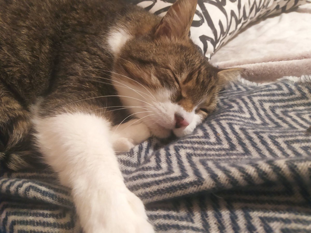 CatSzamoca's tweet photo. @LordMeow4 Hope you feel better soon 🐾 https://t.co/cYJi7mL6JH