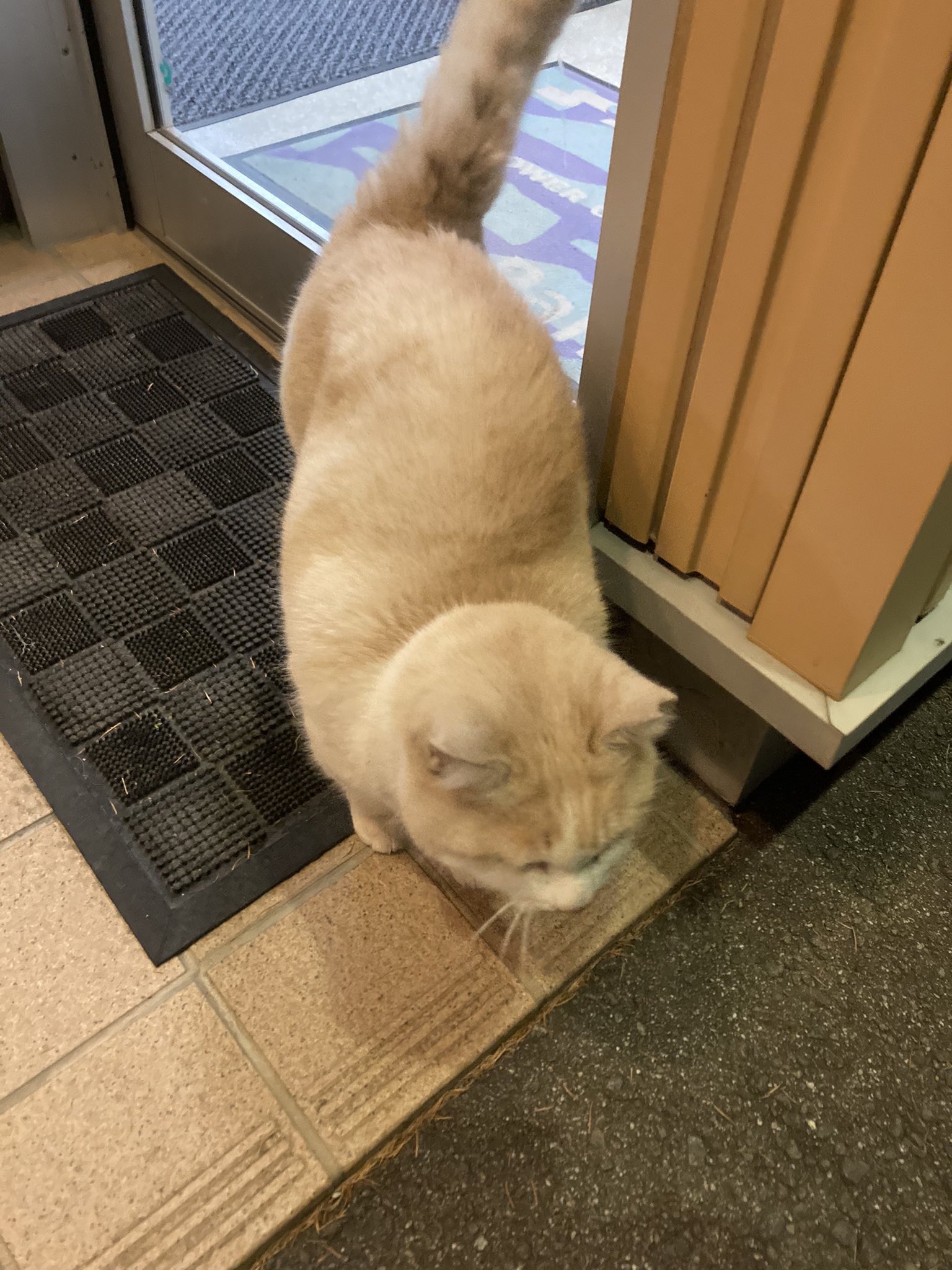 ナガミネスポーツ 長野県 先程から店に迷子 のネコが離れません 毛も綺麗だし痩せてないので 最近逃げ出したのか 店が空いてるうちは保護できるけど いかにしよう 拡散希望 長野県 茅野市 宮川 長峰 捨て猫 迷子猫 T Co Ksxtekv2bx