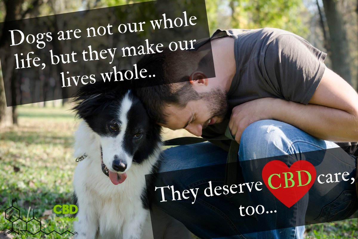 DemandCreate's tweet photo. Your dog deserves CBD too!
#CBD #CBDforpets https://t.co/D6nKnSB9Qg