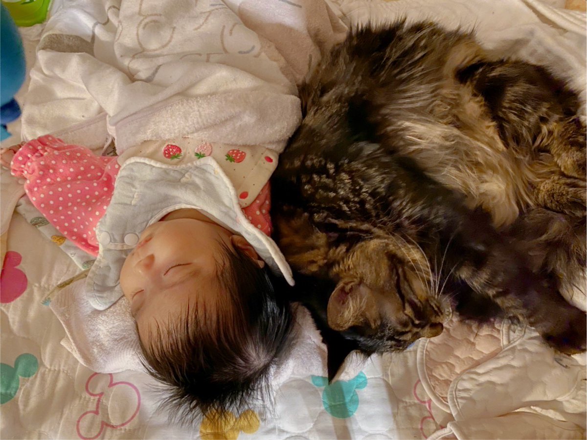 ちょこっとじゃむ 3y 6m Jam0w0 Twitter