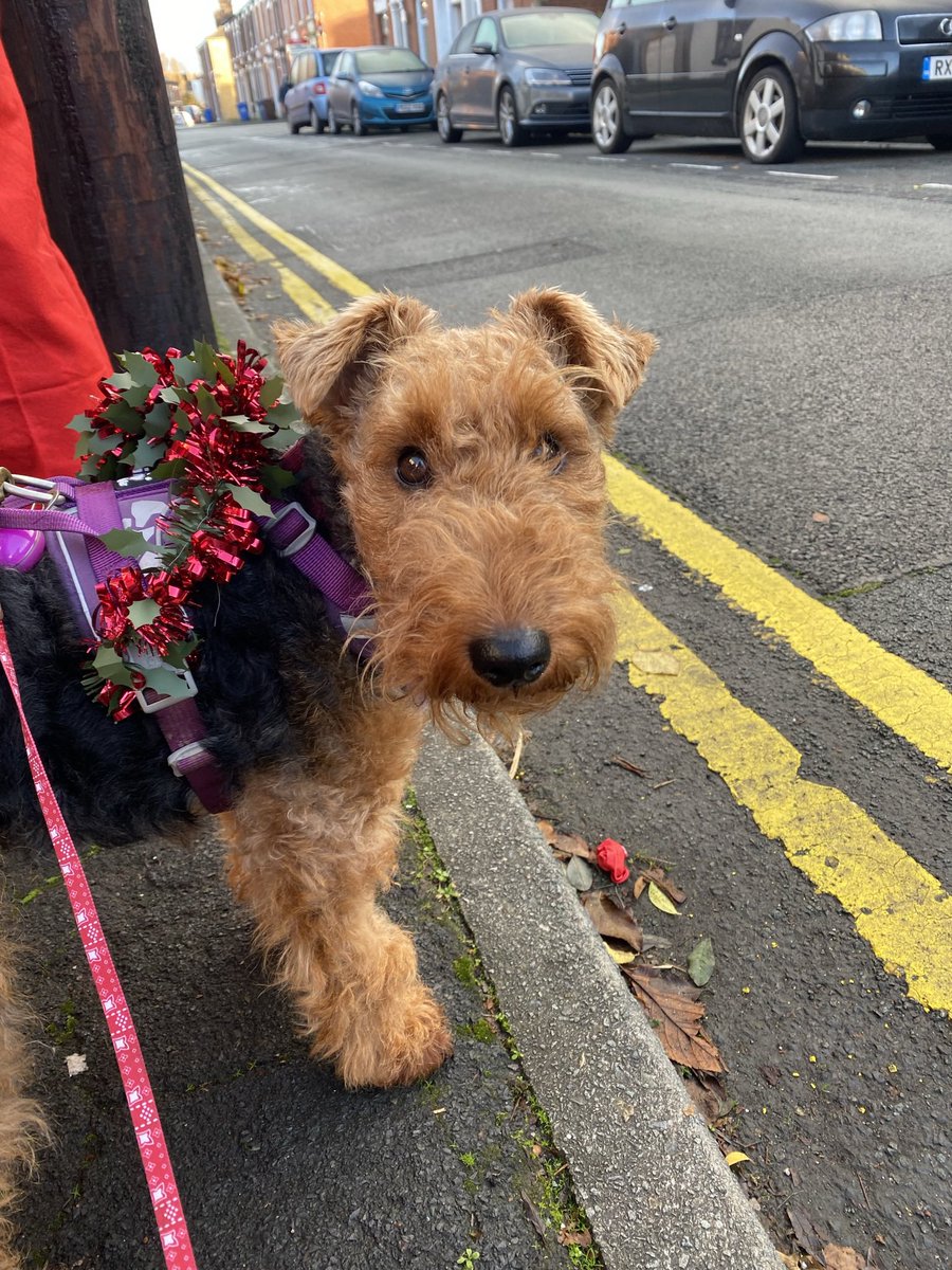 AndTerriers's tweet photo. Joined mum, family and 600 friends for a big, long Santa walk to raise money for our local children’s hospice. @DerianHouse https://t.co/qaSi2vs2jH