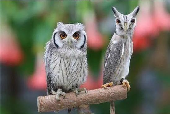 @muikadou 可愛いふくろうですね 