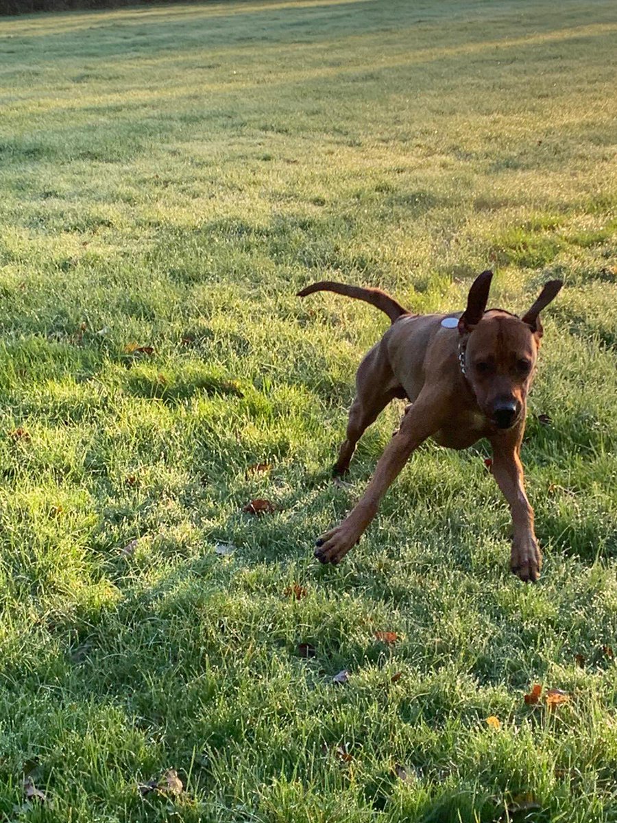 Rememberance Sunday walks. Always grateful