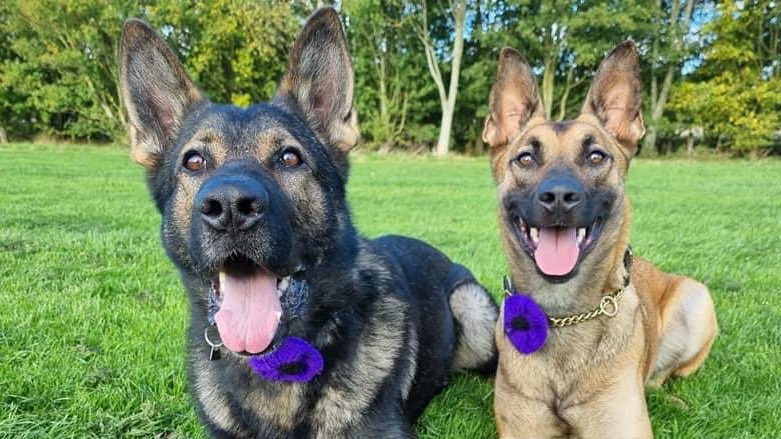 Today we pay our respects to the Armed Forces personnel and animals who lost their lives on the frontline. Your bravery, courage &amp; selflessness will never be forgotten. #RemembranceSunday #WeWillRememberThem