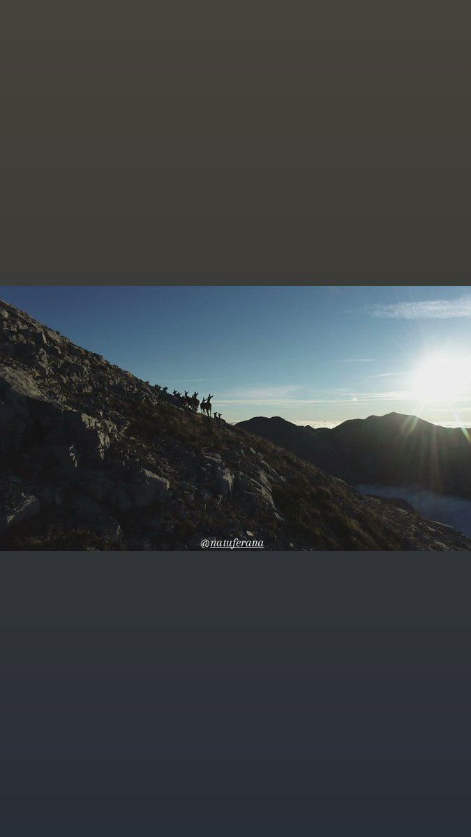 NatuFerana's tweet photo. La naturaleza es la libertad que podemos ver, tocar y oler 

#natuferana #natural #nature #naturephotography #naturalezaviva #naturaleza_spain #naturaleza #naturalezaanimal #montañapalentina #montaña #peñaredonda #castrejondelapeña #estaes_palencia #total_palencia #fotografía https://t.co/EpsfHuEPAP