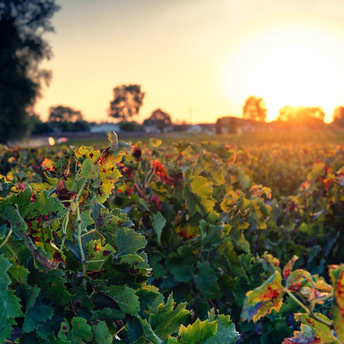 Immersion automnale au cœur de Margaux au lever du soleil…

Autumn immersion in the heart of Margaux at sunrise 🍇☀️

#chateausiran #margaux #médoc #grandscrus #vin #redwine #Bordeaux #autumn #vineyard