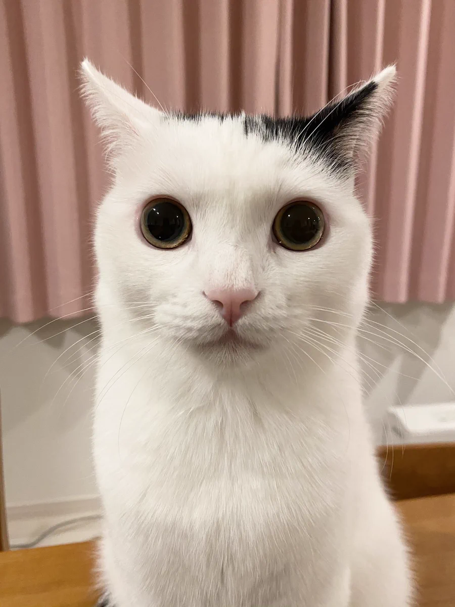 猫(=^_^=)ちゃん顔パネルオーダー受付中 まつもとたける on X: 