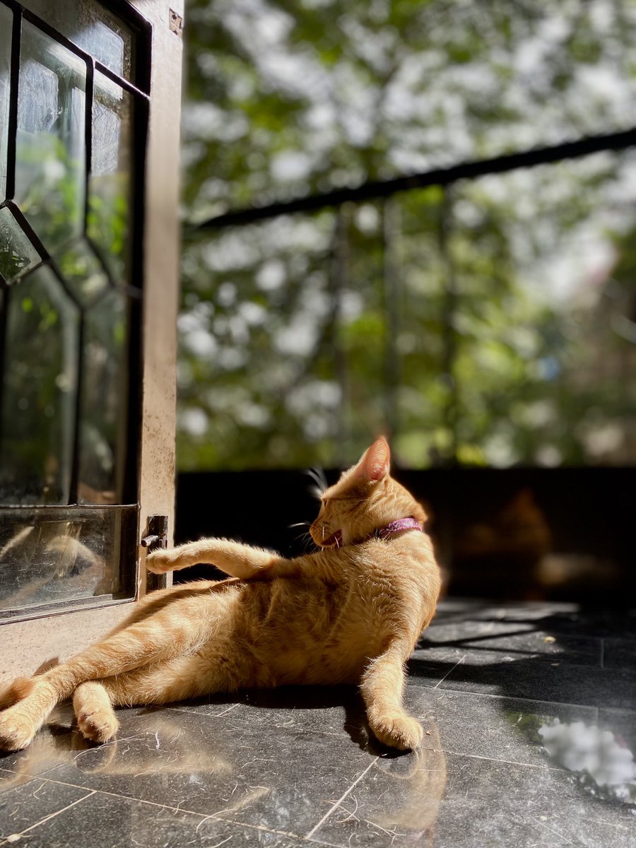 cherbraggs's tweet photo. “Draw me like one of your French girls” #petsitting #rosepose https://t.co/1lTLkLbwTi