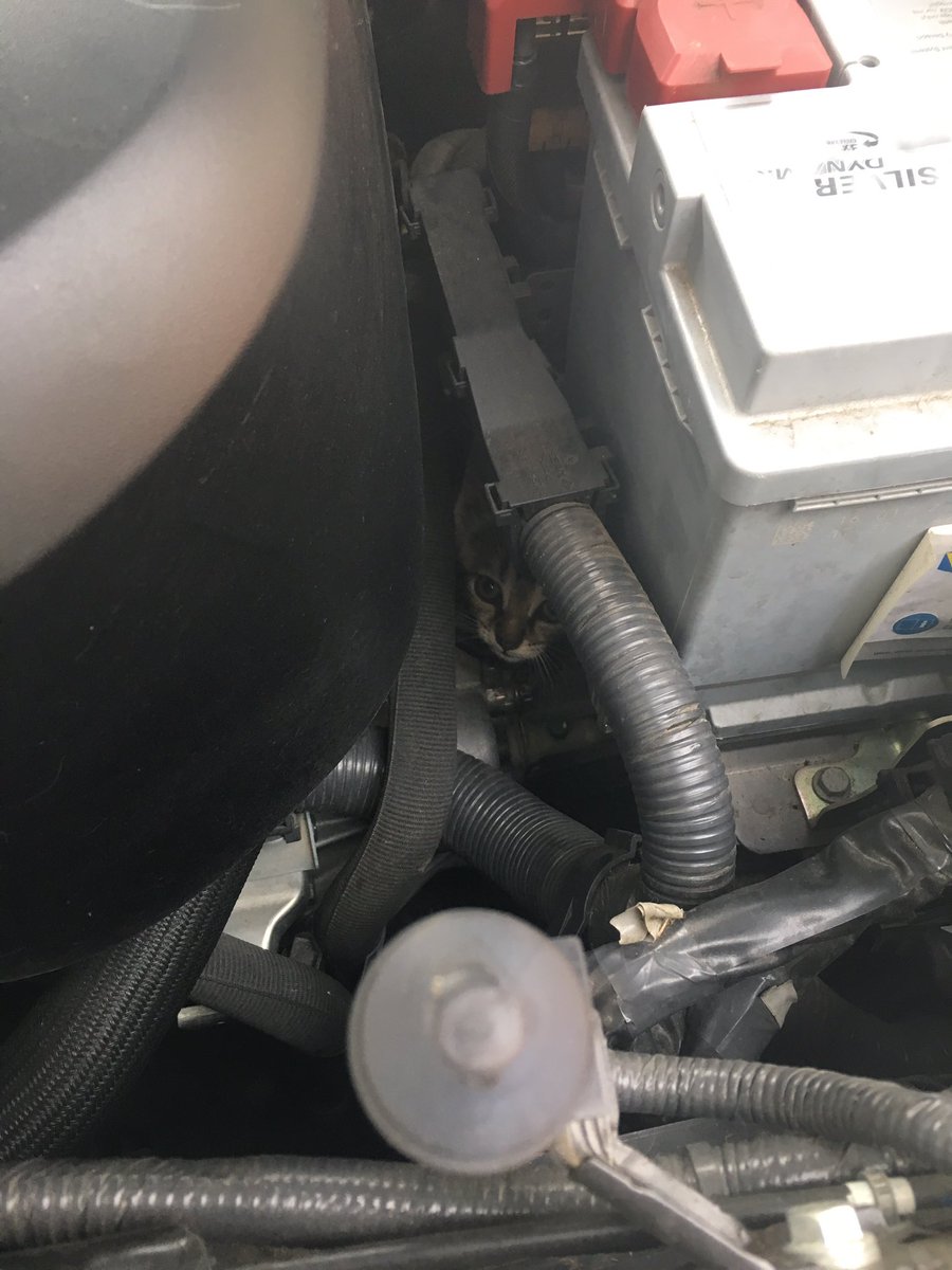 Amalrik69's tweet photo. @LyeGaia Une famille entière s’était installée dans mon moteur. 4 chatons + la maman. Ça a été compliqué pour les déloger https://t.co/2b46JWME0H