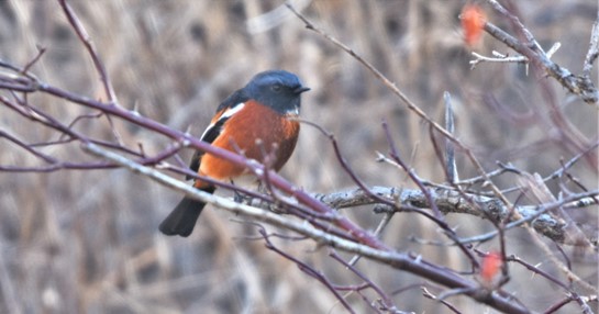 ChineseCurrents's tweet photo. 3 yrs ago today, Terry @BirdingBeijing found eastern China's 2nd White-throated Redstart 白喉红尾鸲 ('1st' was possibly an escapee).
  The story of the find and other birds we saw that day in the wonderful Ling mountains 灵山 is told by Terry @ https://t.co/KBhPhCcj9J
@AlstromPer https://t.co/wVNuyDBij0