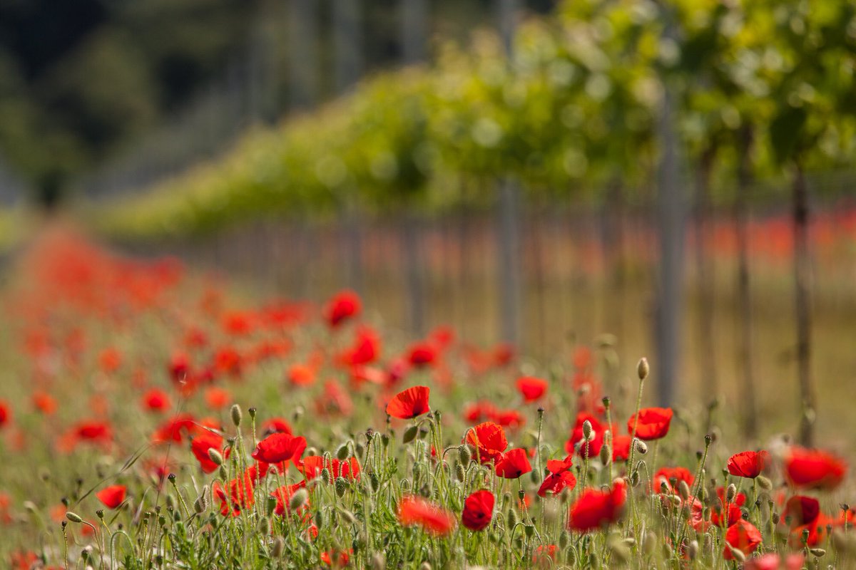 SussexWineProd's tweet photo. Every year poppies appear between the rows of vines @RathfinnyEstate #LestWeForget #RemembranceSunday https://t.co/3BwwoWsw9J