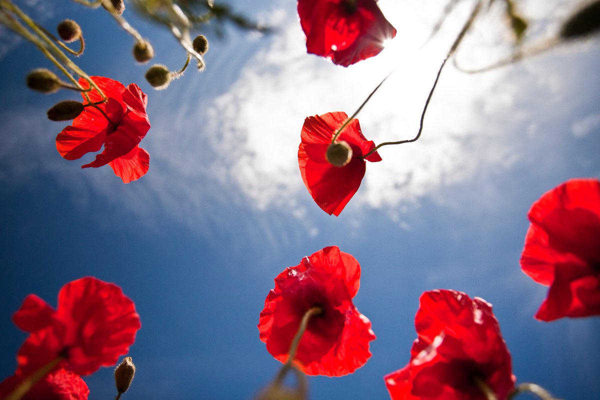 SussexWineProd's tweet photo. Every year poppies appear between the rows of vines @RathfinnyEstate #LestWeForget #RemembranceSunday https://t.co/3BwwoWsw9J