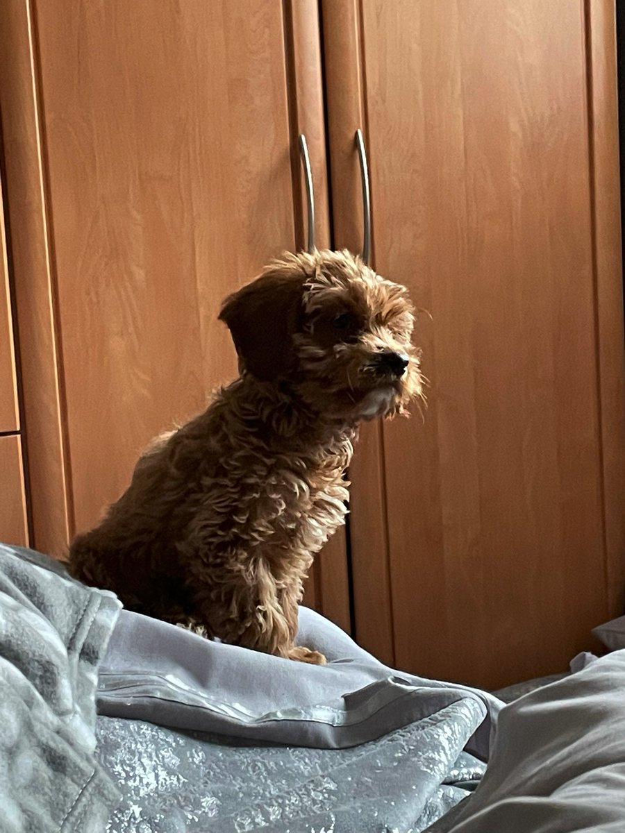 mrswedgewood's tweet photo. A whole week of loving this sweetheart #poppypuppy https://t.co/F2ybpceTmd