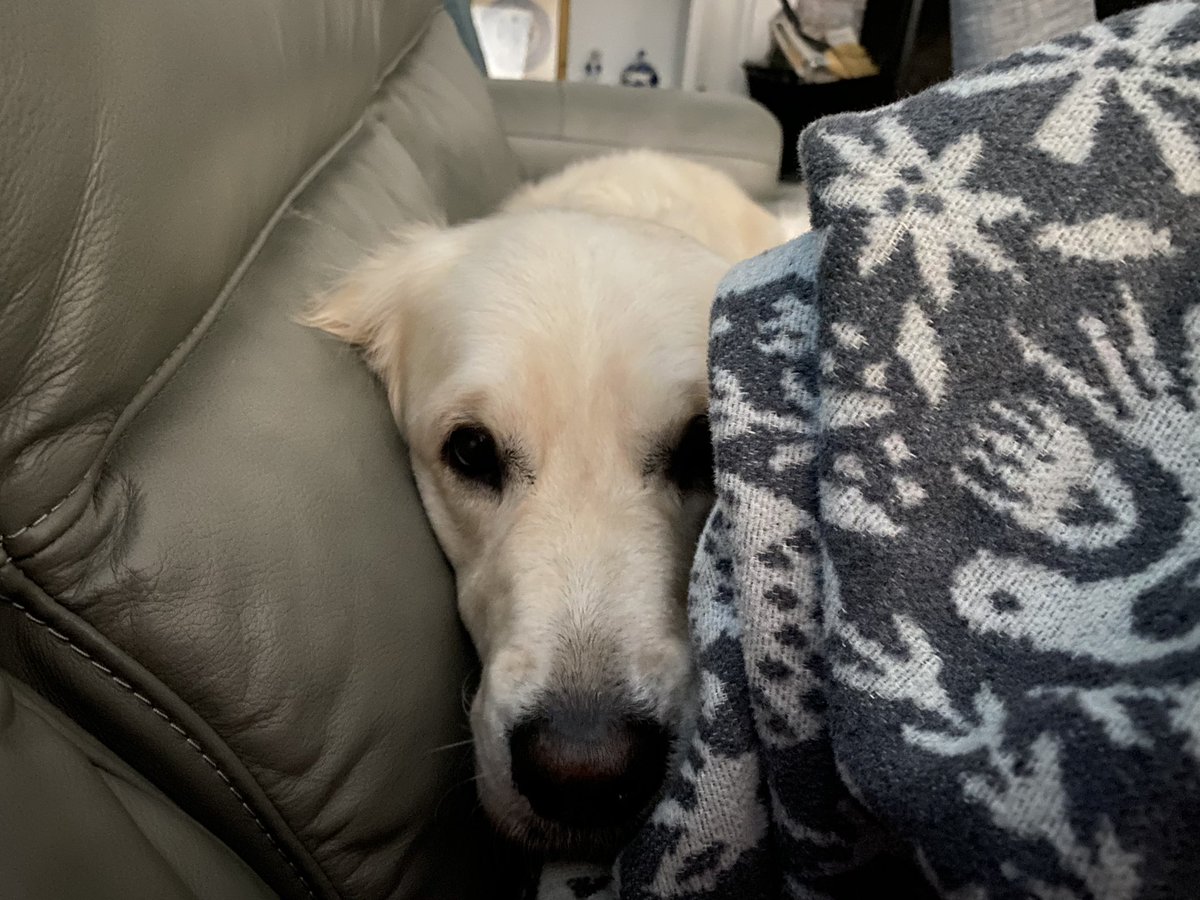 CeipaCei's tweet photo. This is how a Golden Retriever stalks its prey (peanut butter sandwich).  #foodninja https://t.co/jta5Pph7y4