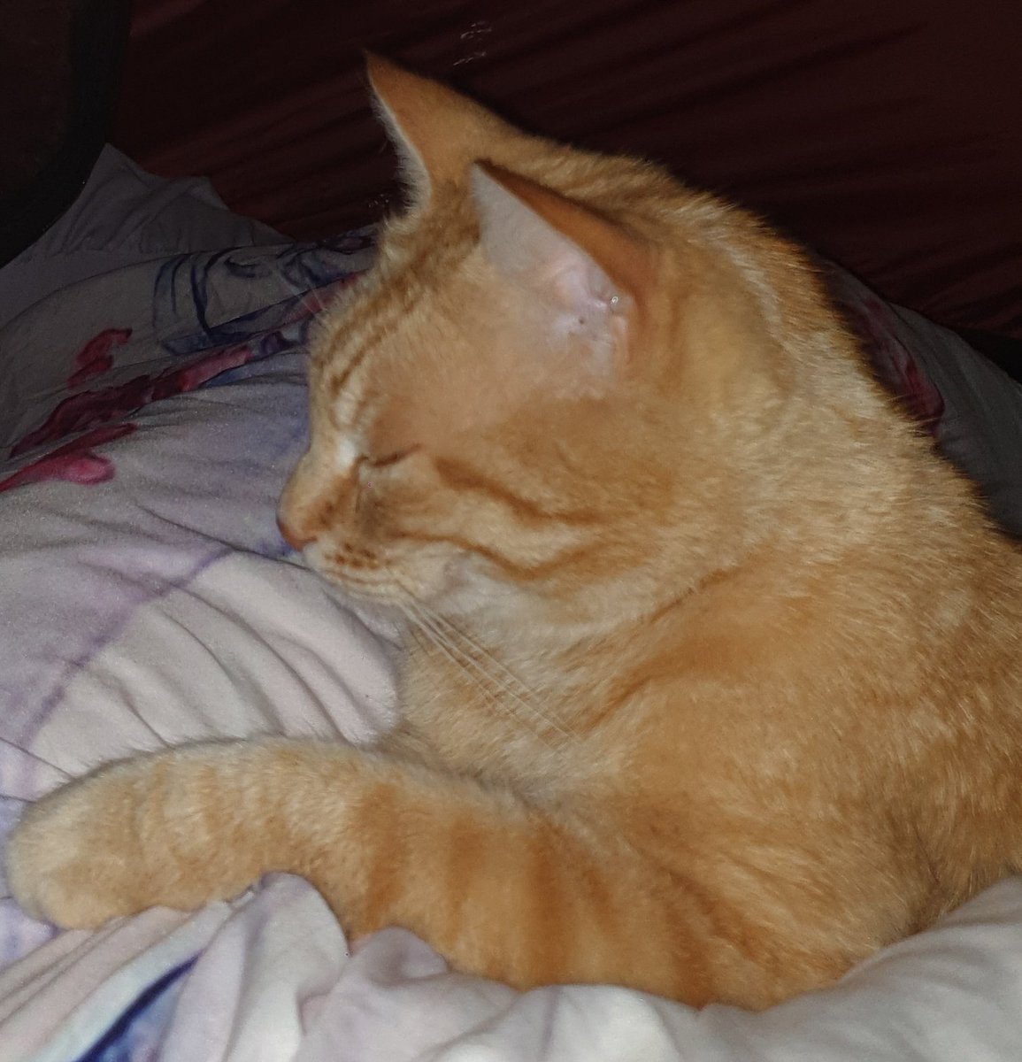 Felix_kittycat's tweet photo. Hai everyone! https://t.co/SquS2rFnqV