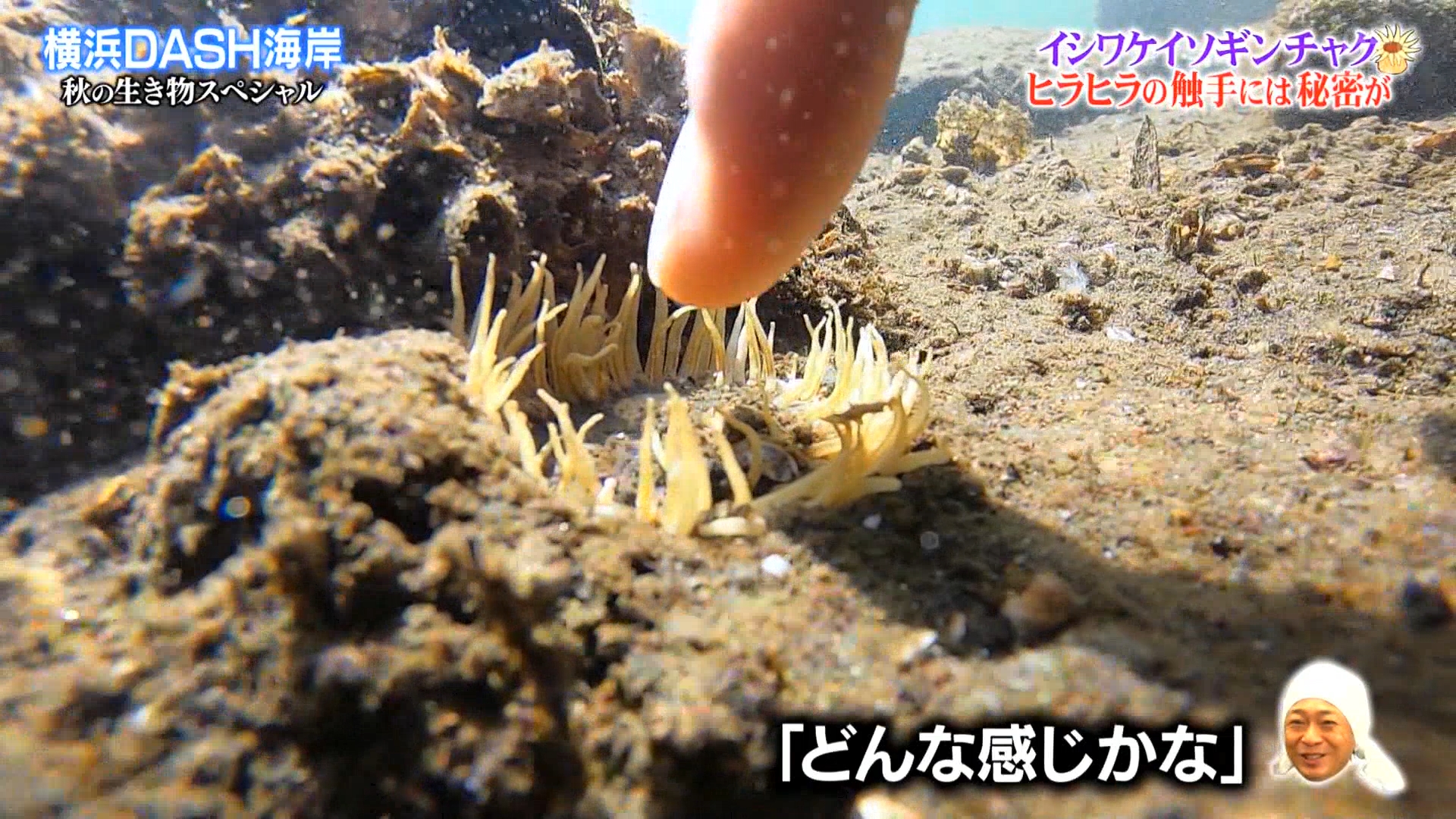 もちぇ 食事制限中 毒ありイソギンチャクに触れるリーダーを静観する木村先生ｗ 人間には影響はないみたいだけど怖いｗ 鉄腕dash T Co H7von84gbv Twitter