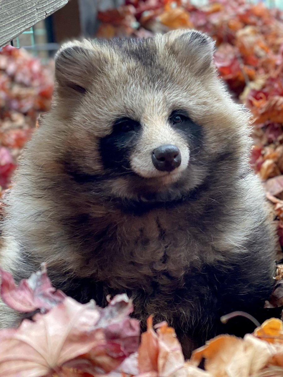 おびひろ動物園のふわふわで可愛いたぬきの写真が癒しすぎると話題に 話題の画像プラス