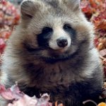 おびひろ動物園のふわふわで可愛いたぬきの写真が癒しすぎると話題に