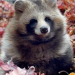 おびひろ動物園のふわふわで可愛いたぬきの写真が癒しすぎると話題に