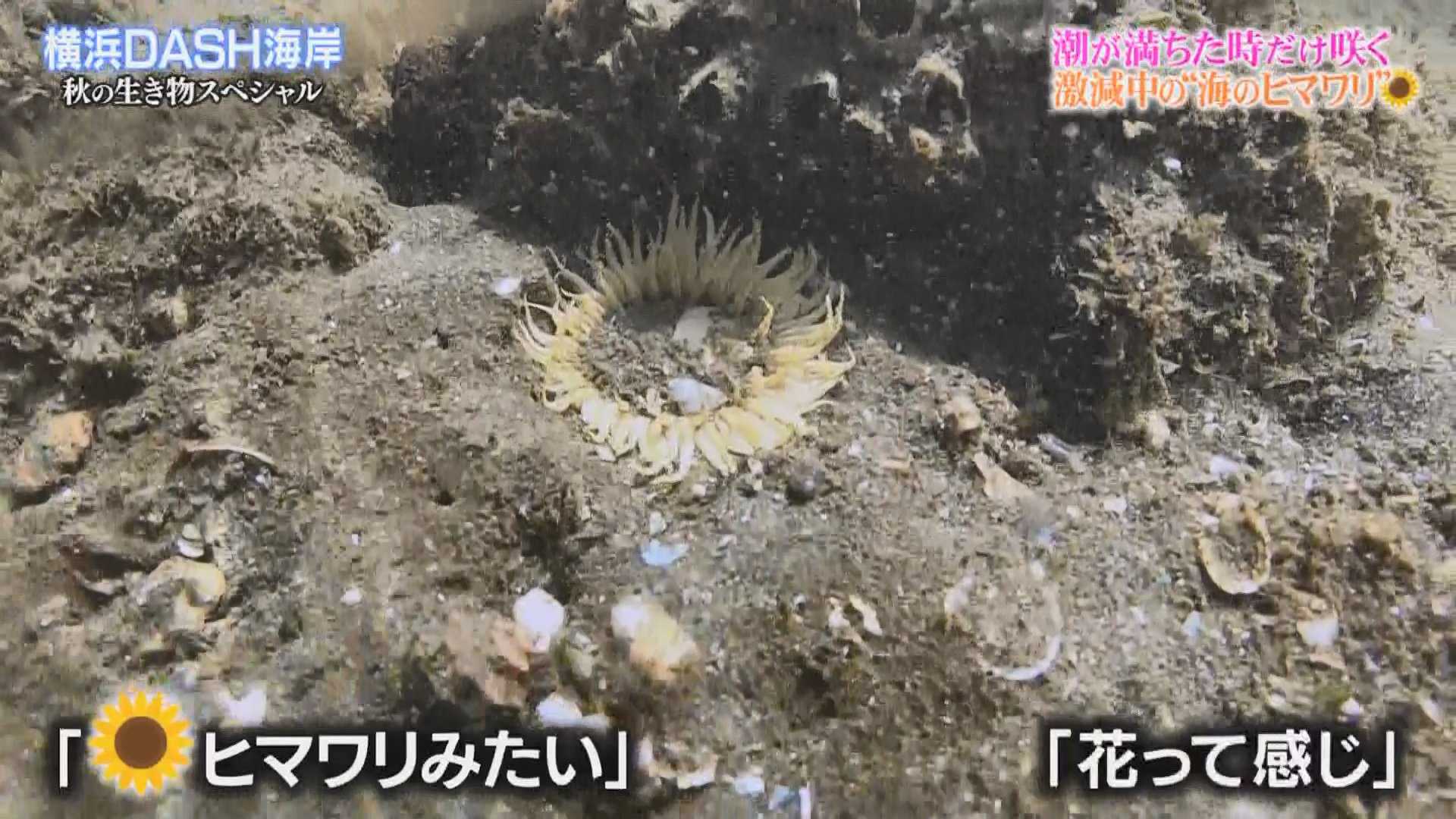 ジュリオ 貴重な平たいいそぎんちゃく イシワケイソギンチャク なんかバックベアード様っぽい ｗ 鉄腕dash Dash海岸 T Co Mo9pwv3v9a Twitter