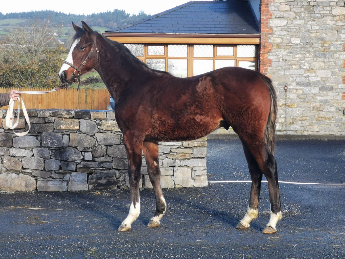ForgeStud's tweet photo. Lot 24 @Goffs1866 tomorrow, @DarleyEurope #Ribchester colt ex 93 rated Jeremys Joy, consigned by @BarodaStudIre. https://t.co/f9dVaONkkp