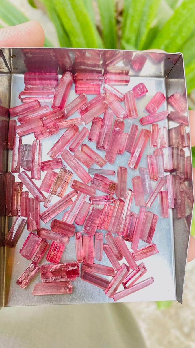 folkertreasure's tweet photo. Natural pink tourmaline rough crystals 250 grams available in very good price
#geologyrocks #gemologist #pinktourmaline #minerals #mineralsforsale #minerals #gems #gemstone #specimen #blacktourmalinespecimens #hunagemspecimens #blacktourmaline #tourmaline #multitourmaline https://t.co/CVcRuJCdyM