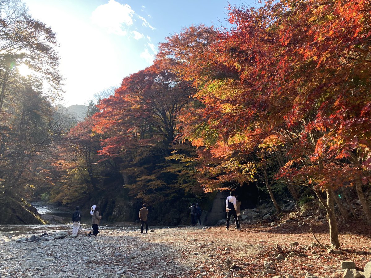 warabinanpira's tweet photo. ギリギリ栃木の紅葉間に合った🍁 https://t.co/gsardltntQ