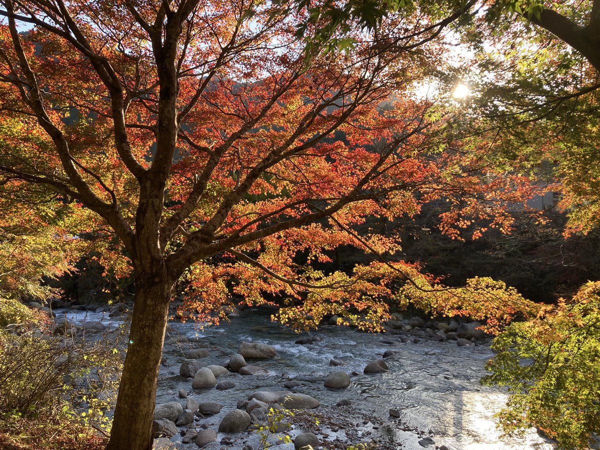 warabinanpira's tweet photo. ギリギリ栃木の紅葉間に合った🍁 https://t.co/gsardltntQ