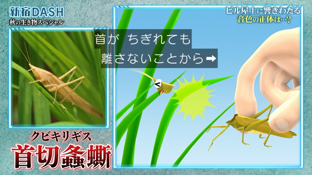 新宿dashでお月見 屋上にやって来た虫の声と屋上で収穫した枝豆で作ったずんだ月見団子と あとは月を待つばかり 鉄腕dash Togetter