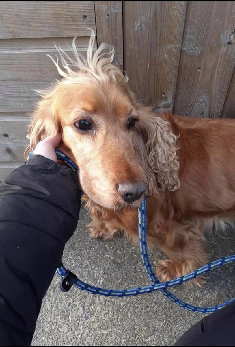 🐶 Please share 🐶 This cocker spaniel was found 2 weeks ago in #Rathfarnham #Dublin with a harness and lead on 😮 No owner has come forward and chip not registered.

#HelpThemHome #LostAndFound