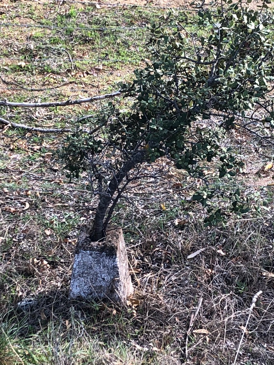 Ang3l_DM's tweet image. La vida se abre camino