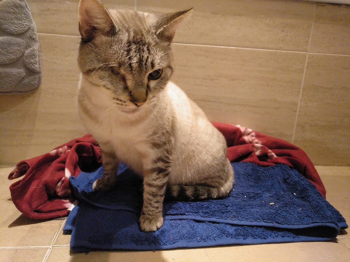 Felinos_Gabias's tweet photo. 🆘🆘🙏🏼#WIFI SIGUE SIN #ACOGIDA NI #ADOPCIÓN🆘🙏🏼 Después de salir de la calle y estar en el hospital, ahora solo tiene un baño porque es doble positivo. Nadie ouede hacerle un huequito 😿😿es cuiego pero es un amor y un bichito lindísimo. Por favor un hogar para él. #Granada https://t.co/JbLWbi2j48