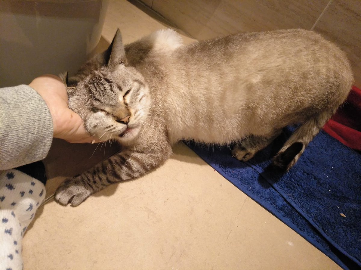 Felinos_Gabias's tweet photo. 🆘🆘🙏🏼#WIFI SIGUE SIN #ACOGIDA NI #ADOPCIÓN🆘🙏🏼 Después de salir de la calle y estar en el hospital, ahora solo tiene un baño porque es doble positivo. Nadie ouede hacerle un huequito 😿😿es cuiego pero es un amor y un bichito lindísimo. Por favor un hogar para él. #Granada https://t.co/JbLWbi2j48