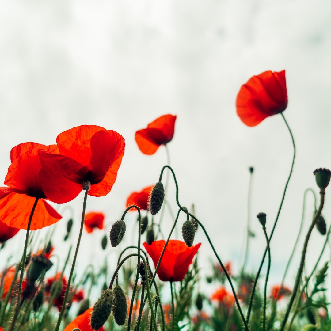 They shall grow not old, as we that are left grow old:
Age shall not weary them, nor the years condemn.
At the going down of the sun and in the morning,
We will remember them.

#WeWillRememberThem #RemembranceDay2021 #LestWeForget