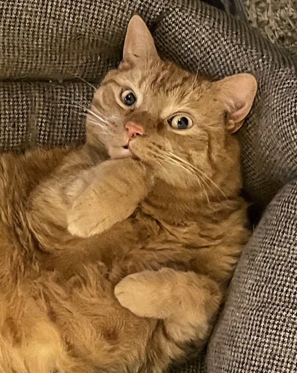 JacK_GingerCat's tweet image. Humans have just informed me, that we’ve run out of the cat food I’ve decided to like this week!!!
They best get to the supermarket…
JacK 🐾🐾
#CatsOfTwitter