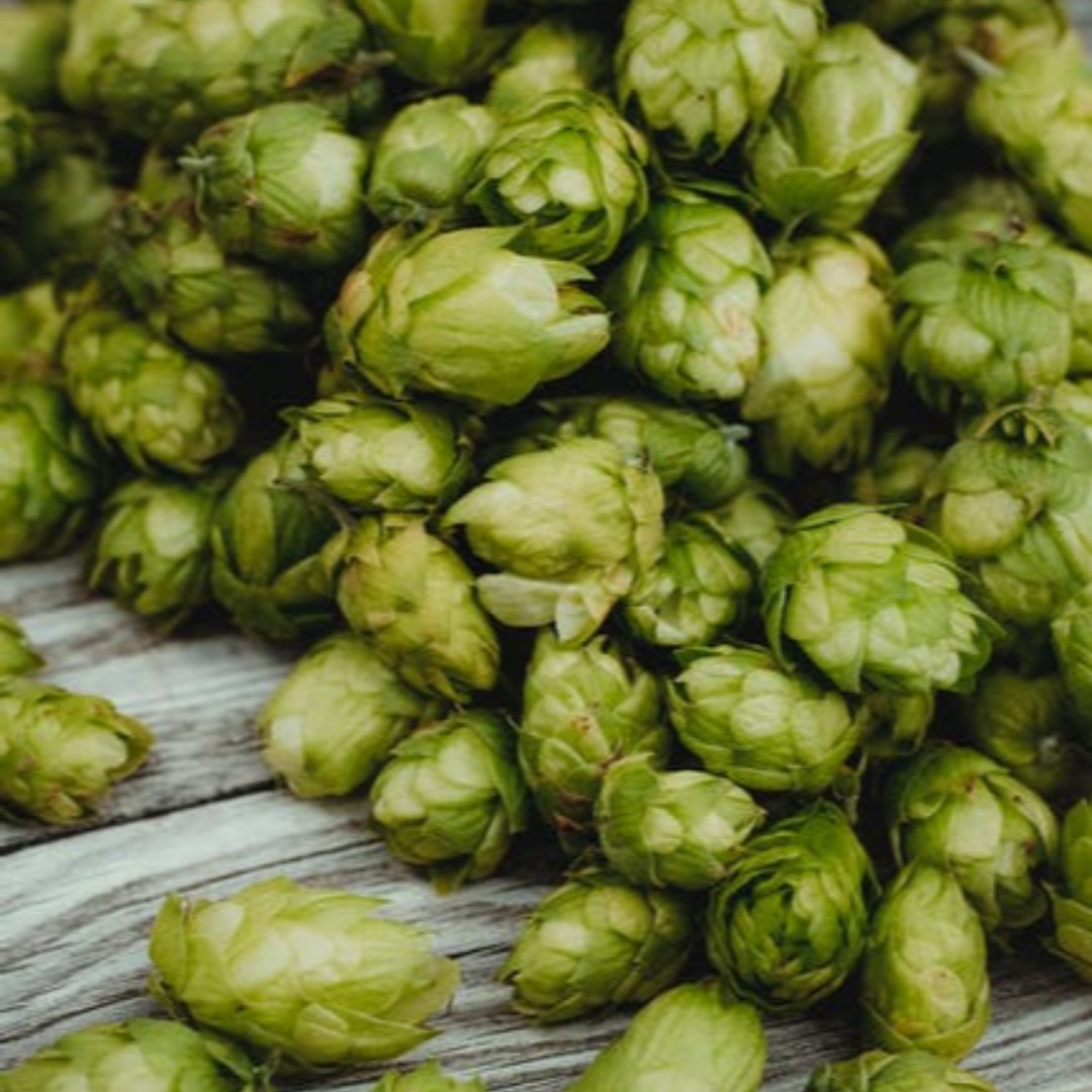 Hop stunt viroid (HSVd) stunts growth, is easily transmissible. and can result in significant yield losses in #hops. A new study evaluates the use of certified clean planting stock to reduce the risk of HSVd. <a href="/CornellDyson/">Cornell Dyson</a> <a href="/WSUPullman/">WSU Pullman</a> 

In HortScience doi.org/10.21273/HORTS…