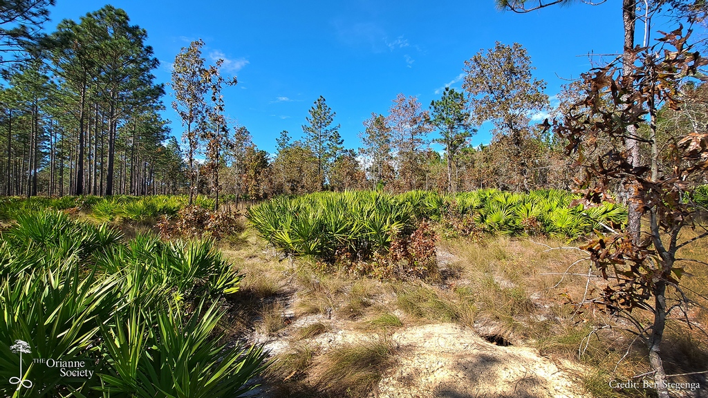 OrianneSociety's tweet photo. Itβs November, so you know what that meansβ¦.our Eastern Indigo Snake monitoring season has begun!
##Orianne #BenStegenga #FieldNotes #LongleafSavannas #snakes #easternindigo #indigosnakes #drymarchon #drymarchoncouperi #wildlifeconservation #herpetology https://t.co/ZXcP594MqS