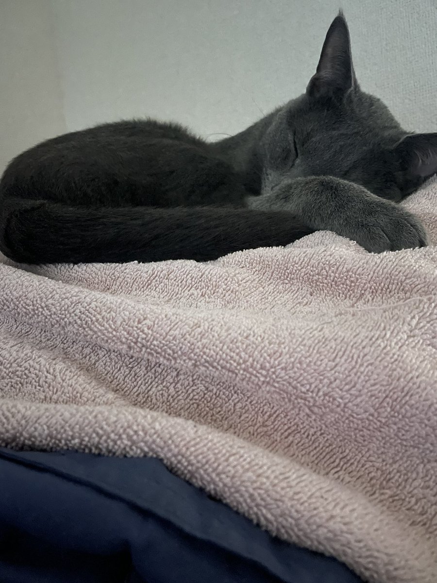 devilkillertype's tweet image. ヌシ　「えへへっ😆　寝顔召し取ったり！！」

ニル　「zzz💤😪」